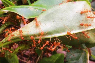 J'ai des fourmis dans le lit!, Au secours