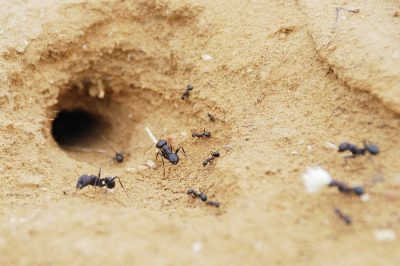 Fourmis dans le bac à sable - que pouvez-vous faire?