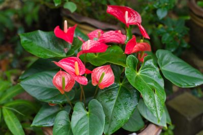 Anthurium: soins et variétés