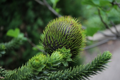 Araucaria: entretien et taille