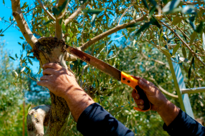 Scier une branche - instructions pour les jardiniers amateurs