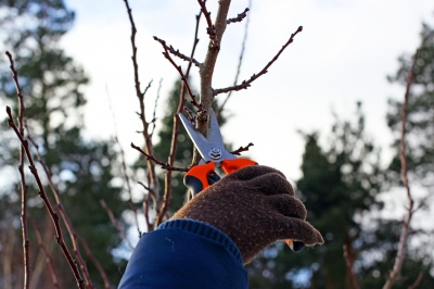 Faites attention aux catégories de branches - formez la structure de couronne parfaite