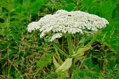 Éloignez-vous de la berce du Caucase - la plante est si dangereuse