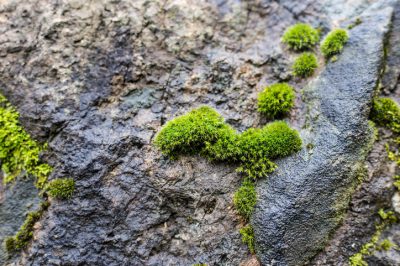 Quels arbres appartiennent à un jardin japonais?