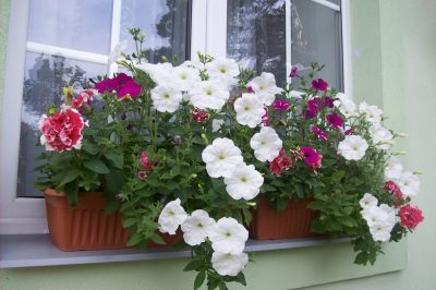 Quelles plantes conviennent à une boîte de balcon à mi-ombre?