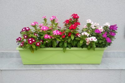 Comment planter une boîte de balcon à l'ombre pour votre sélection de plantes