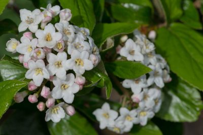 Quelles plantes de balcon fleurissent en avril? - Espèces et variétés sélectionnées