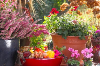 Ces plantes de balcon fleurissent en automne - des fleurs d'automne reconnaissantes pour les boîtes et les pots