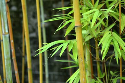 Belles plantes de balcon pour l'été pour tous les emplacements