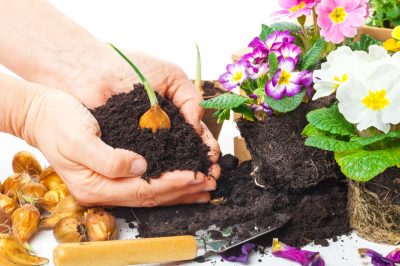 Voici comment les plantes de balcon hibernent en toute sécurité et astuces