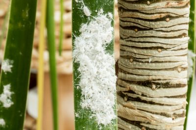 À quoi faut-il faire attention lors de la pose d'un tronc d'arbre dans le béton