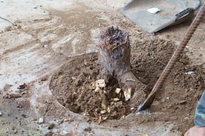 Enlevez les racines des arbres avec de la corde et des astuces