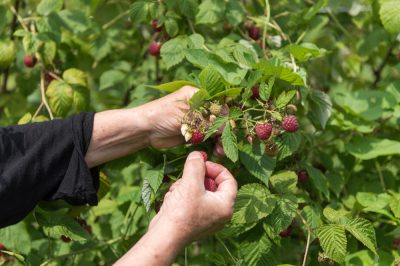 Dégustez des baies fraîches et cultivées sur place pendant la saison des récoltes