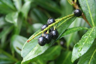 Une bordure de lit faite de plantes à feuilles persistantes et d'astuces