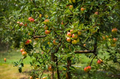 Quelle est la meilleure variété de pomme pour le jardin potager?