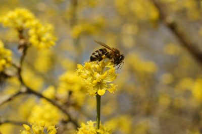 Sur quoi volent les abeilles - dix arbres riches en nectar et en pollen
