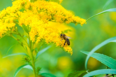 Jardin accueillant pour les abeilles - des inspirations pour un paradis animé