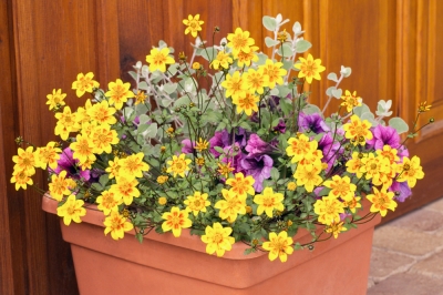 Une colonie d'abeilles dans un pot de fleurs