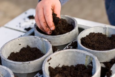 Quand le bluebell fleurit-il?