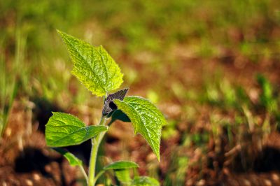 Faits intéressants sur les racines du bluebell tree