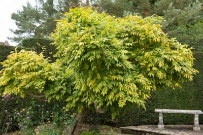 Ma glycine n'a jamais fleuri!, Au secours