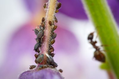 La glycine souffre-t-elle souvent de maladies ou de ravageurs?