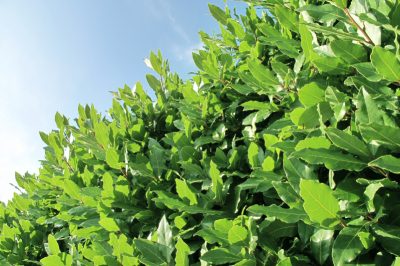 Sans désherbage - créez un parterre de fleurs sans mauvaises herbes