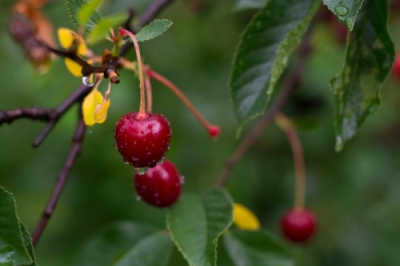 Ne créez pas de parterre de fleurs sans plan de plantation