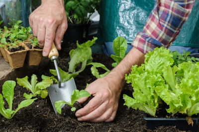 Quel est le meilleur pour les légumes: terreau ou terreau?