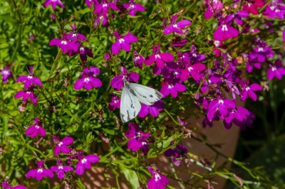 Fleurs de balcon pour papillon