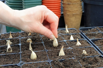 Quelles fleurs sont rustiques dans le jardin? aux espèces résistantes au gel