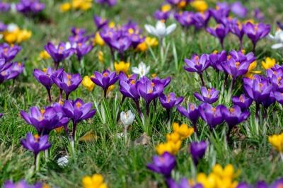 Planter des bulbes dans la pelouse - créer un tapis coloré