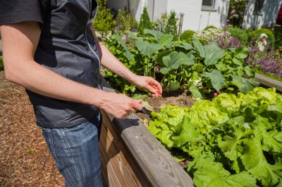 Bulbes en cire - c'est ainsi qu'ils fleurissent sans eau ni terre