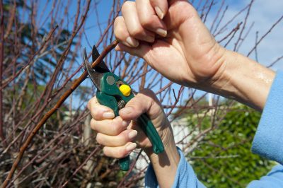 Bulbes à fleurs en hibernation - c'est ainsi qu'ils survivent à la saison froide