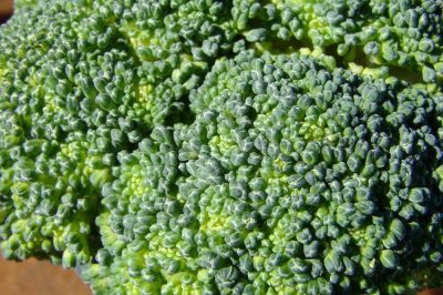 Stockage du brocoli - c'est ainsi que vous stockez correctement les légumes riches en vitamines