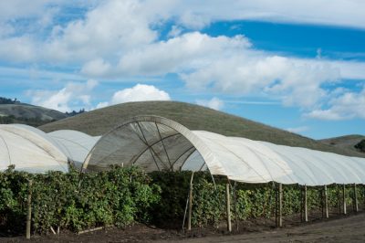 Hivernage, coupe, Buis - entretien