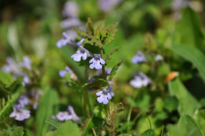 Notre conseil pour la nouvelle année des jardins: 