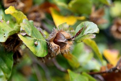 Quand les haies et les arbres sont-ils autorisés? - Un regard sur la loi fédérale sur la protection de la nature