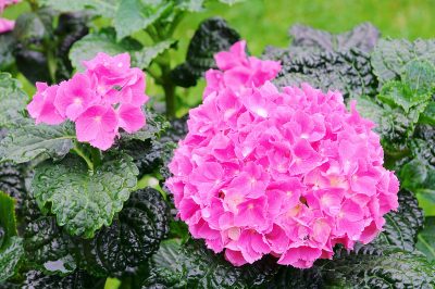 Engorgement: l'hortensia n'aime pas les pieds mouillés en permanence