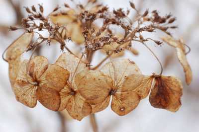 Mon hortensia est en train de mourir! Que puis-je faire?, Au secours