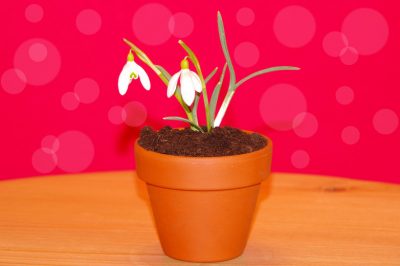 Pour tous avec balcon ou terrasse: perce-neige dans un pot