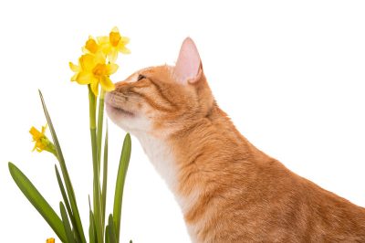 Attention aux propriétaires de chats: les jonquilles sont toxiques pour les chats