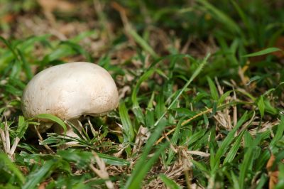 Que rechercher lors de la collecte de champignons