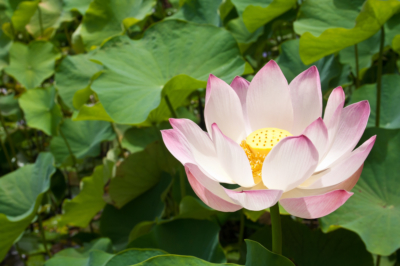 Faire pousser la clusia dans l'eau?