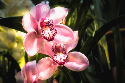 Quand se forme la pousse florale d'un cymbidium?