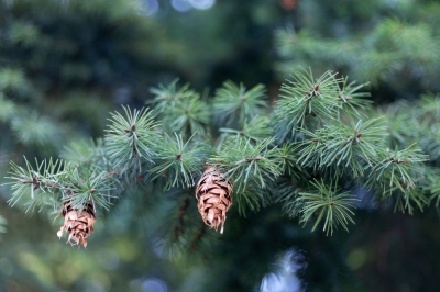 Faits et particularités, Fiche d'information sur le sapin de Douglas - chiffres