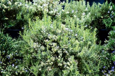 Un drainage dans un pot de fleur sans trou de drainage