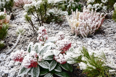 Les bégonias de glace peuvent-ils tolérer le gel?