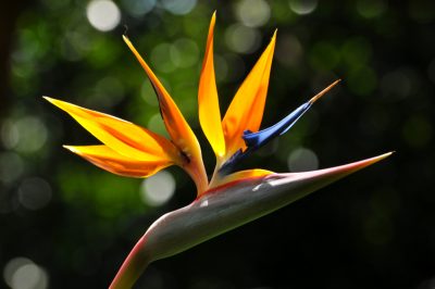 Quelle est la période de plantation idéale pour les bégonias de glace?