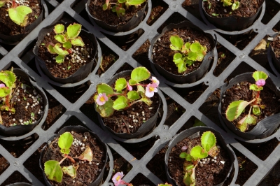 Puis-je cultiver moi-même des bégonias de glace à partir de graines?